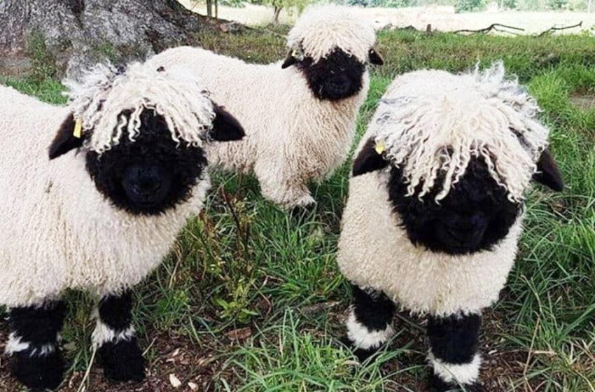  Rencontrez les moutons à nez noir du Valais – Les moutons les plus mignons du monde ressemblent à des animaux en peluche
