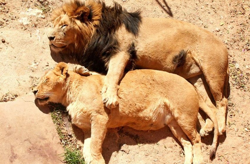  Un photographe capture un adorable couple de lions en train de se câliner + une galerie d’animaux mignons qui dorment
