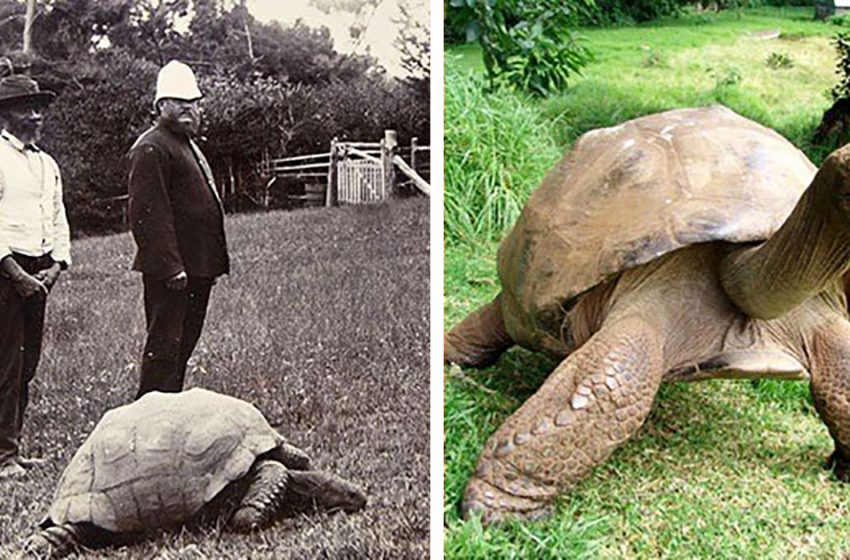  La tortue de 189 ans de Jonathan a été photographiée en 1902 et maintenant