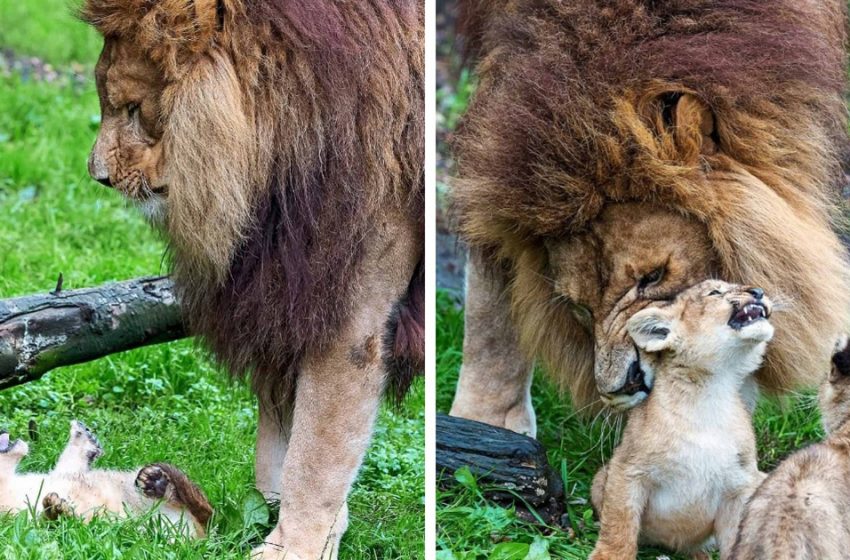  Un papa lion a du mal à s’occuper de ses petits pendant que leur maman blessée se remet