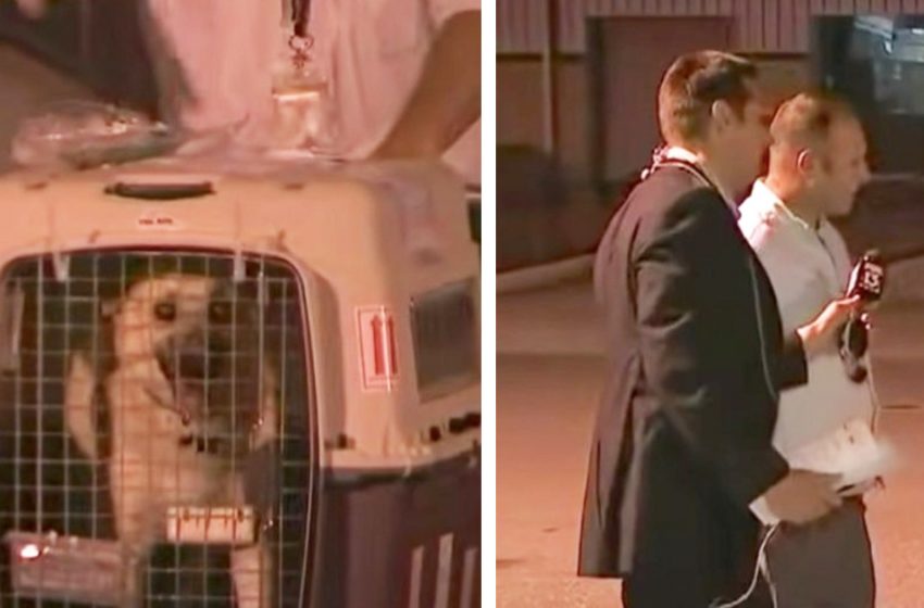  Dog est sur le point de retrouver le soldat qui l’a sauvée à l’étranger à la télévision en direct