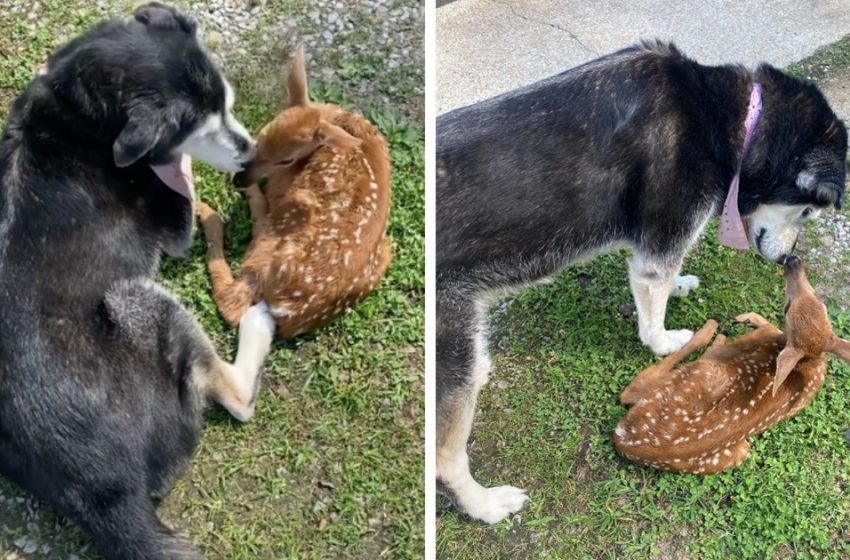  Moment réconfortant, un chien attentionné réconforte un cerf malade trouvé dans le ranch de son propriétaire