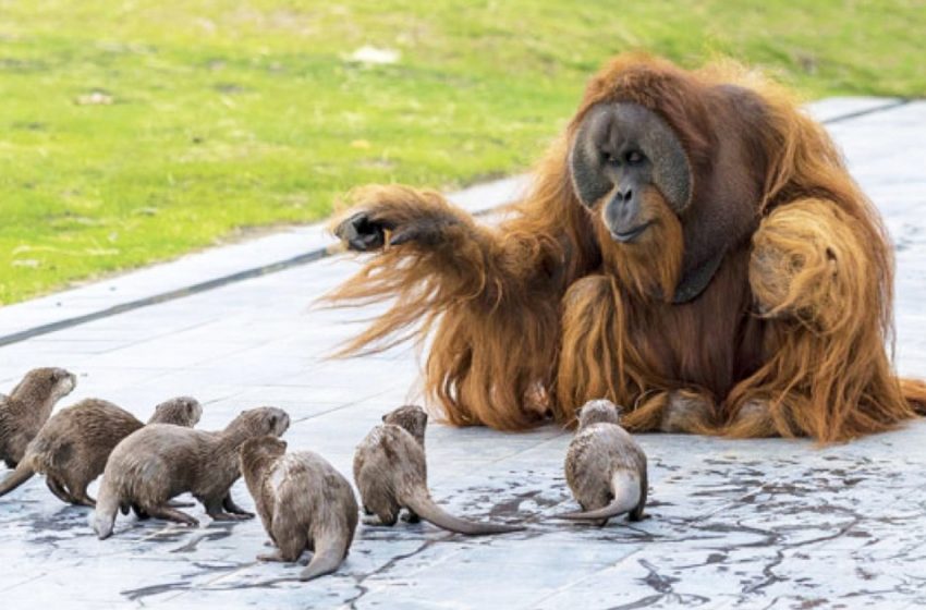  Une famille d’orangs-outans se lie d’amitié avec un groupe de loutres et leur lien spécial a conquis tout le monde