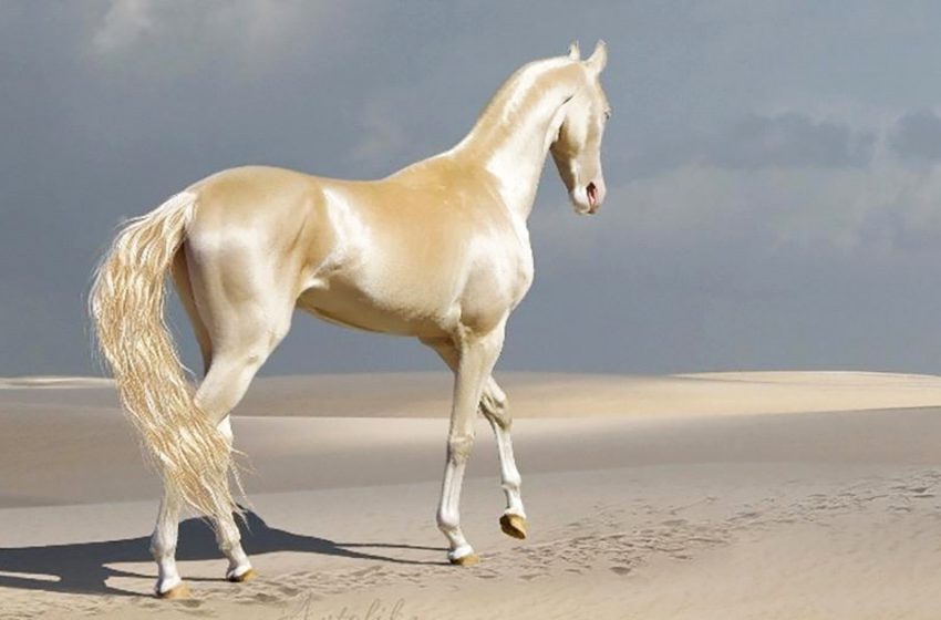  Rencontrez la créature rare que les gens appellent “le plus beau cheval du monde”