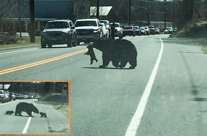  Maman ours arrête la circulation pour aider ses quatre adorables oursons à traverser la route