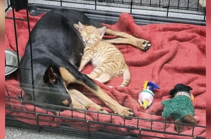  Un chaton se faufile hors de sa caisse pour réconforter un chien effrayé chez le vétérinaire