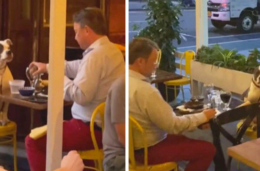  Un restaurant repère un mec au rendez-vous le plus doux avec son chien
