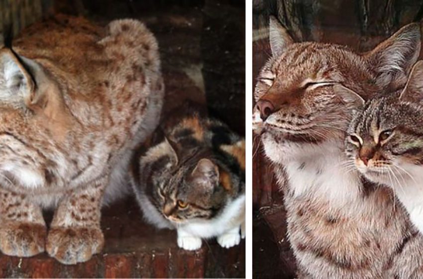  Un chat errant à la recherche de nourriture s’est rendu au zoo et s’est lié d’amitié avec un lynx
