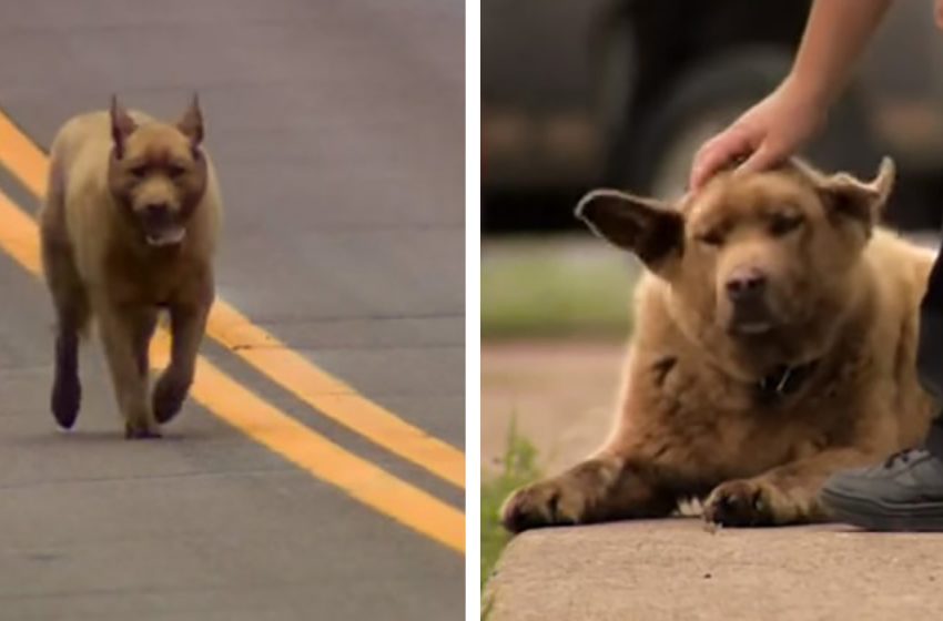  L’adorable chien Bruno, qui court 3 km chaque jour pour saluer les habitants de la ville, devient une légende locale.