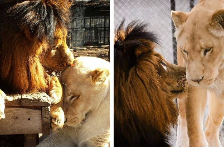  Un lion était en train de mourir et n’avait aucune chance de survivre – mais il a trouvé le véritable amour.