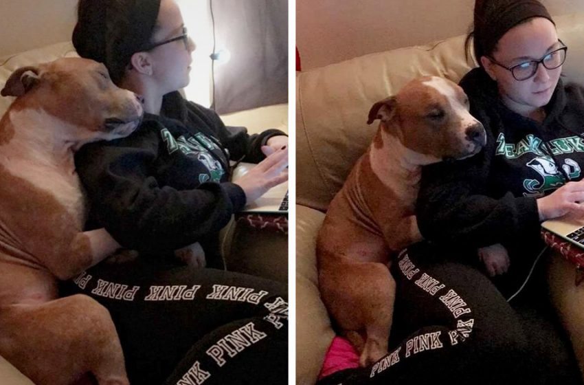  Une femme adopte un pit-bull triste dans un refuge, le chien n’arrête pas de faire des câlins à sa nouvelle maman