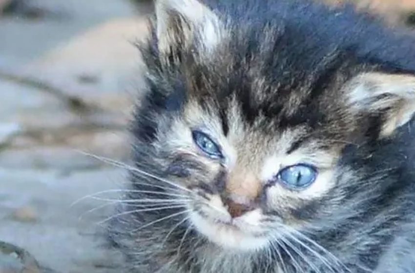  L’histoire d’un petit chaton qui a sauvé 60 âmes poilues et restera toujours dans notre mémoire