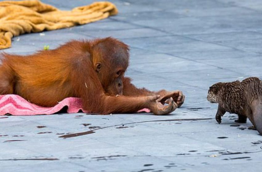  Amitié en famille: dans un zoo belge, une famille d’orangs-outans se lie d’amitié avec une famille de loutres