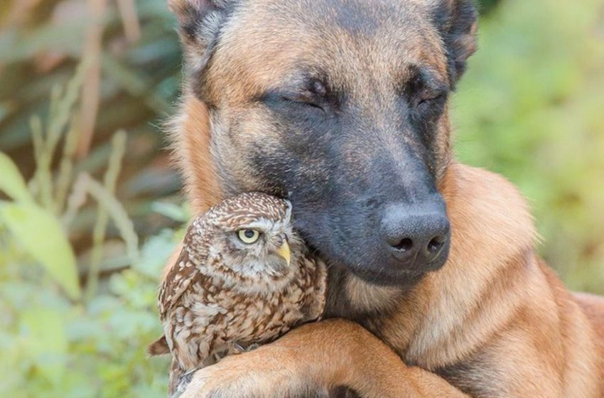  Une amitié inhabituelle entre un énorme chien et un petit oiseau.