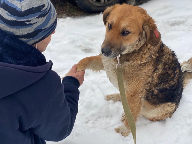  Un chien sans-abri dans une poubelle donnait une patte aux gens en espérant de l’aide