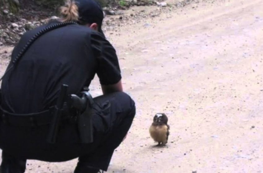  Un policier et un adorable bébé hibou ont la conversation le plus mignon de tous les temps