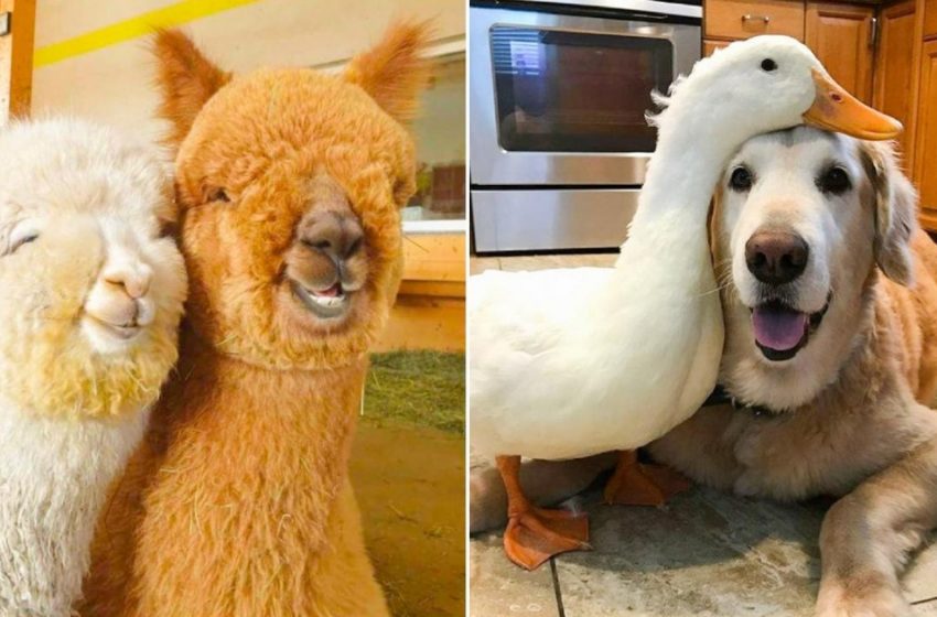  Une telle amitié sincère: 15 photos mignonnes des animaux