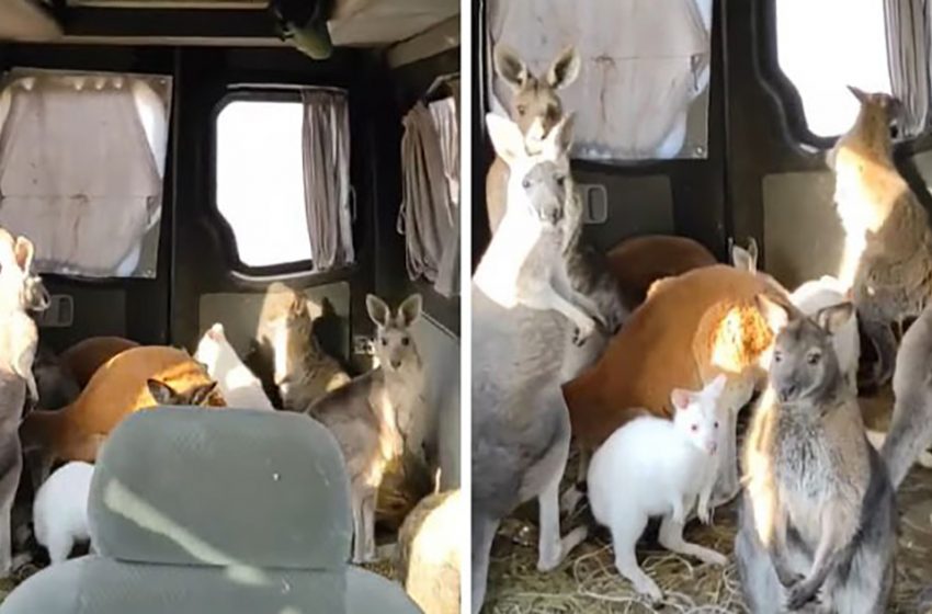  Un homme conduit 10 kangourous en lieu sûr avec sa camionnette depuis un zoo de Kharkiv qui a subi une attaque