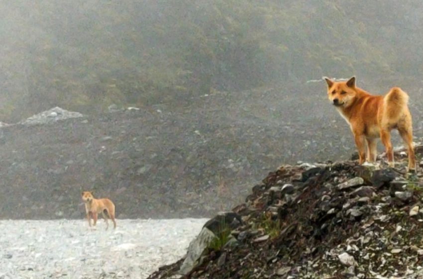  Une ancienne race de chien chanteur repérée vivante pour la première fois en 50 ans