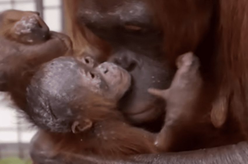  Une mère orang-outan retrouve enfin sa fille perdue et sa réaction nous fait pleurer.