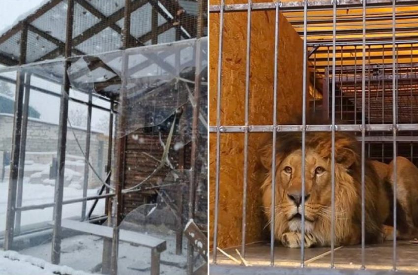  Les animaux et la guerre : les nouvelles réalités des zoos ukrainiens