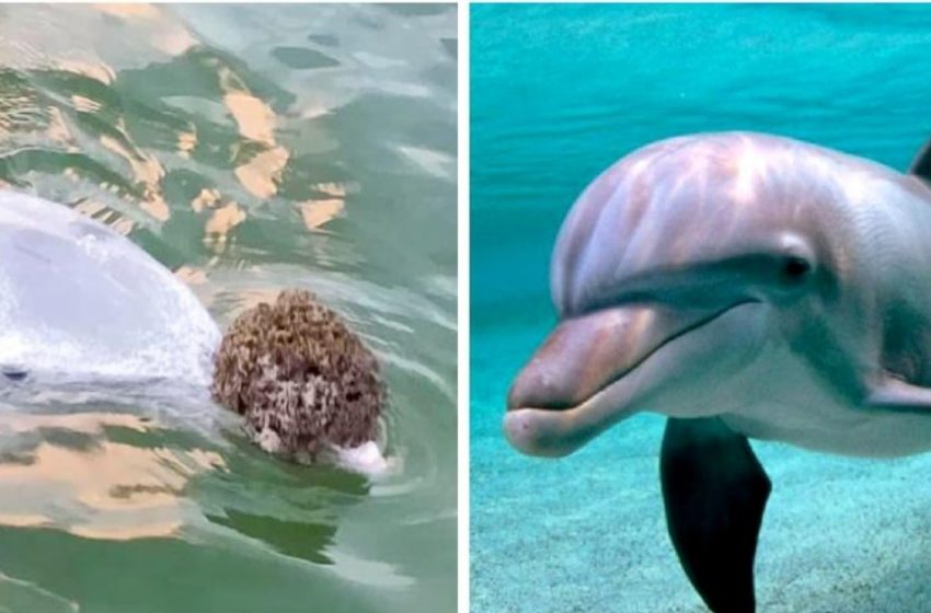  Un dauphin apporte aux gens des cadeaux du fond de l’océan et les échange contre de la nourriture.