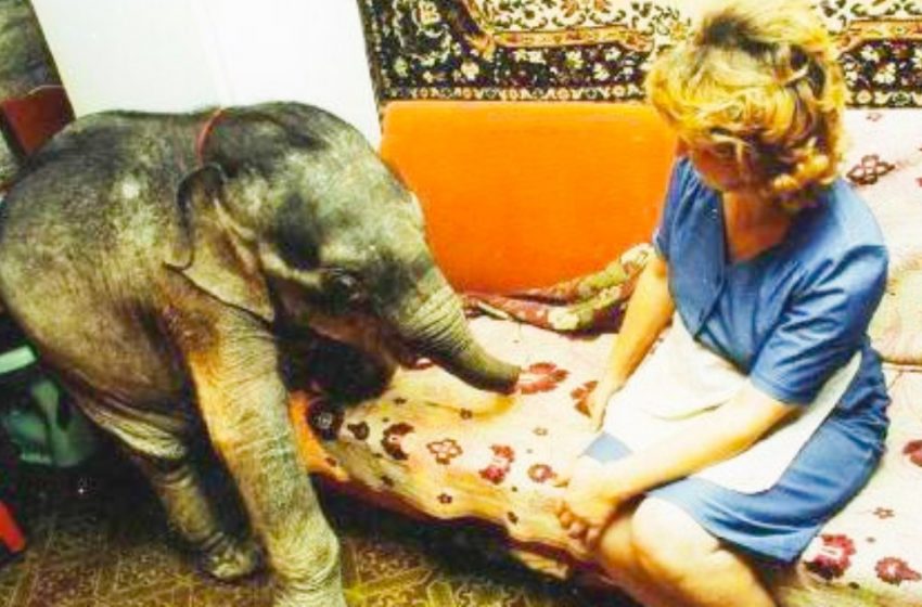  Un éléphant dans un appartement d’Odessa – vous n’avez jamais rien vu de tel !