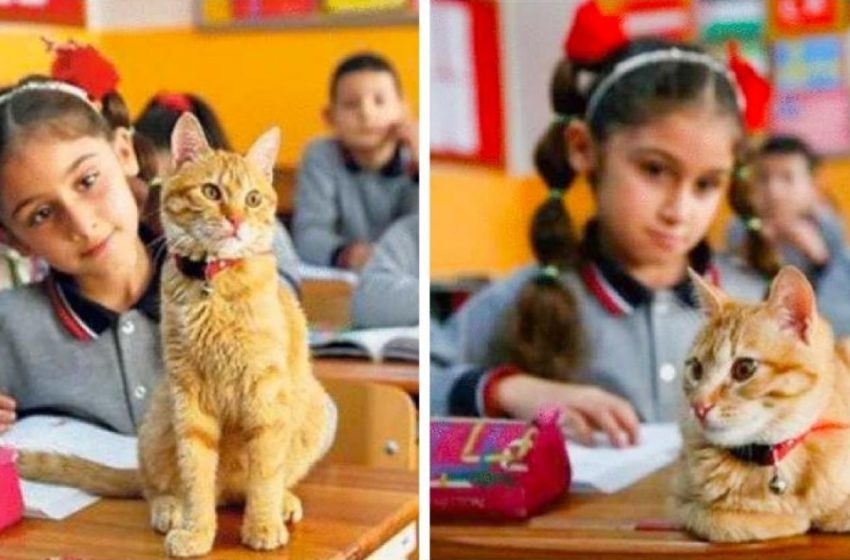  Le chat Tombo, élève de troisième année, a fait une véritable grève lorsqu’il n’a pas été autorisé à entrer dans l’école.