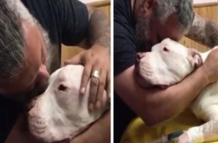  Un homme embrasse son chien de 14 ans en larmes et meurt quelques secondes plus tard: “Ne me quitte pas”