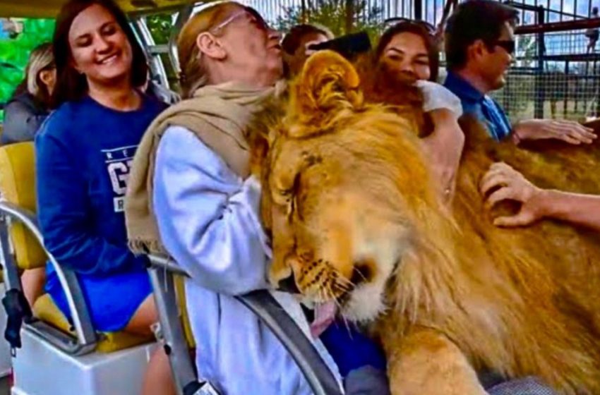  Un lion géant grimpe dans une voiture de safari pour accueillir chaleureusement les touristes.