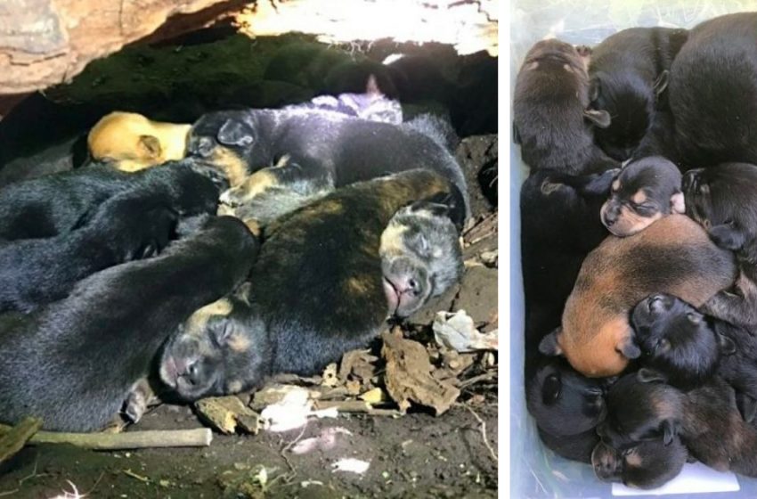  Une mère chien courageuse emmène ses 13 chiots dans une cachette malgré sa jambe blessée