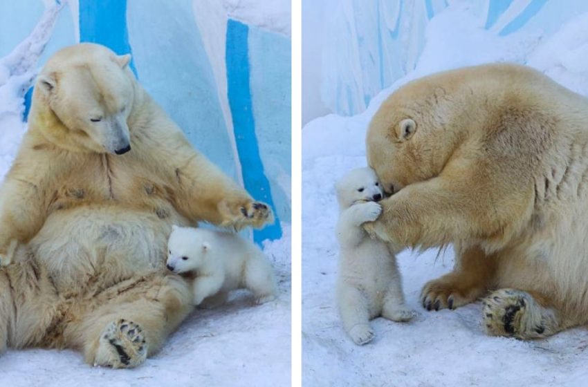  Magnifiques photos d’un ourson polaire jouant pour la première fois avec sa mère dans la neige