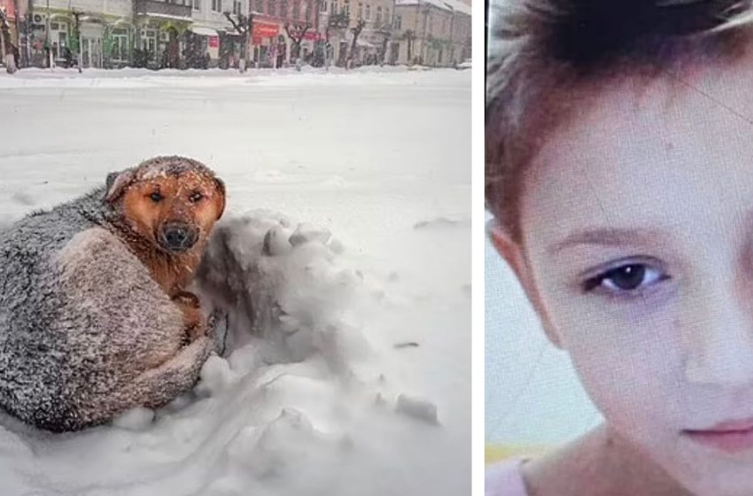  Un chien errant câline une jeune fille de 10 ans perdue par des températures glaciales pour lui sauver la vie