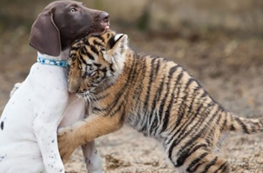  Un petit tigre rejeté par sa mère trouve un meilleur ami : un chiot