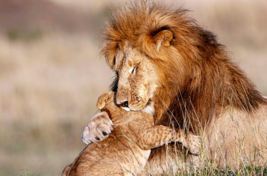  Un lion majestueux embrasse cub, recréant adorablement le roi Lion Mufasa et Simba.