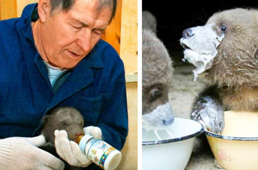  La famille Pazhetnov sauve des oursons depuis plus de 20 ans. Ils ont pu ramener à la nature plus de 200 ours