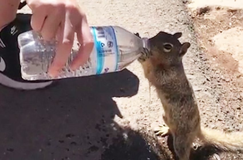  En voyant le comportement étrange de l’écureuil, le couple s’est rendu compte qu’il avait soif