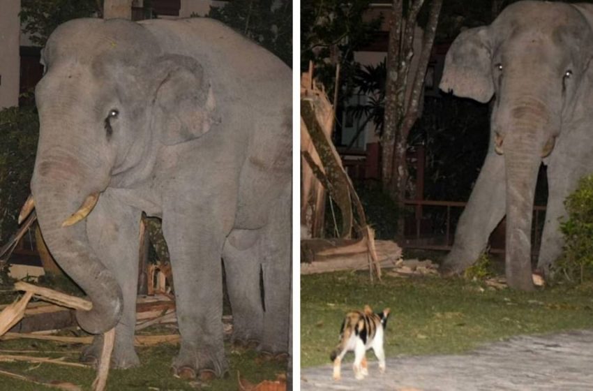  En Thaïlande, un éléphant a fait irruption dans la cour d’un homme, mais y a été repoussé. Le garde qu’il a rencontré s’est avéré être extrêmement sévère et moelleux