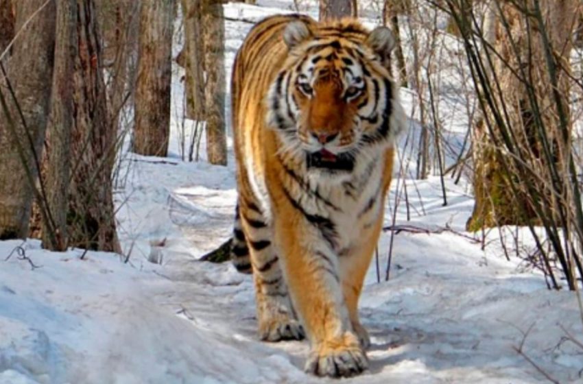 Un tigre de Sibérie épuisé entre dans un village pour chercher de l’aide humaine