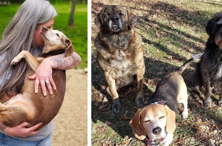  Une femme transforme sa maison en hospice pour animaux de compagnie et s’occupe de 80 chiens âgés à la fois