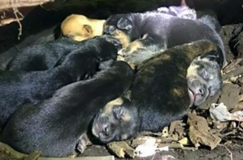  Malgré sa jambe cassée, maman chien a transporté les 13 chiots dans la cachette la plus sûre