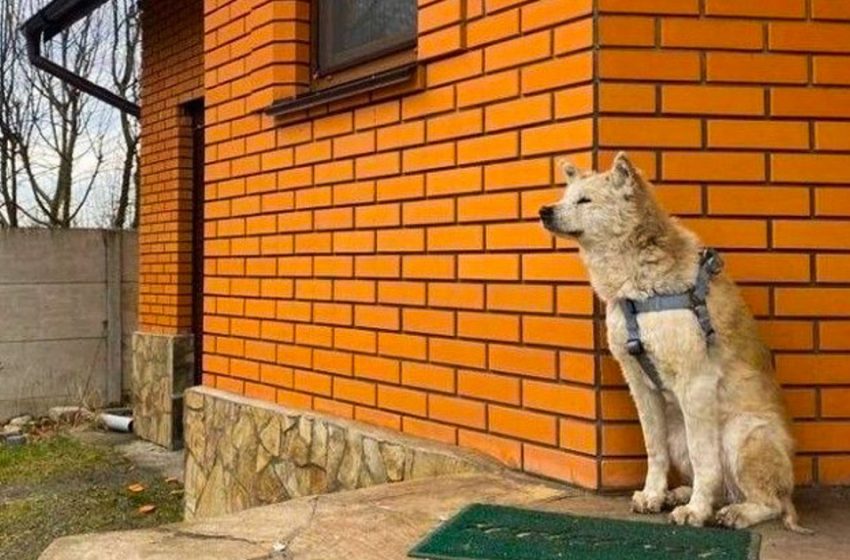 L’histoire touchante de “Makarov’s Hachiko” – le chien de Rini, qui a une fin heureuse