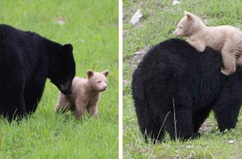  Un ourson de couleur crème repéré jouant avec sa mère ourse noire