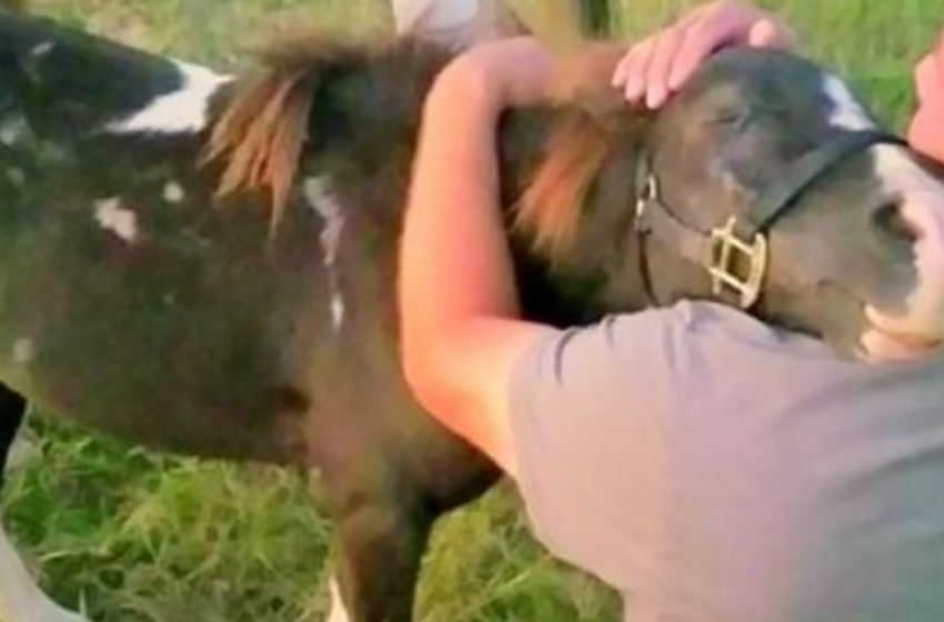  Le poney maltraité sauvé par un homme gentil l’a serré dans ses bras en signe de gratitude