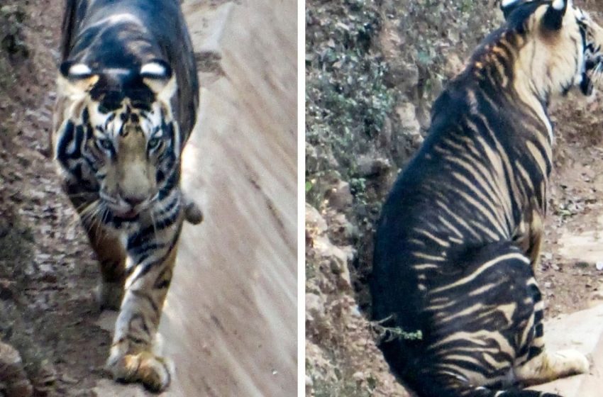  En Inde, un photographe a réussi à capturer l’un des 6-7 rares tigres. Et cet animal est presque noir !