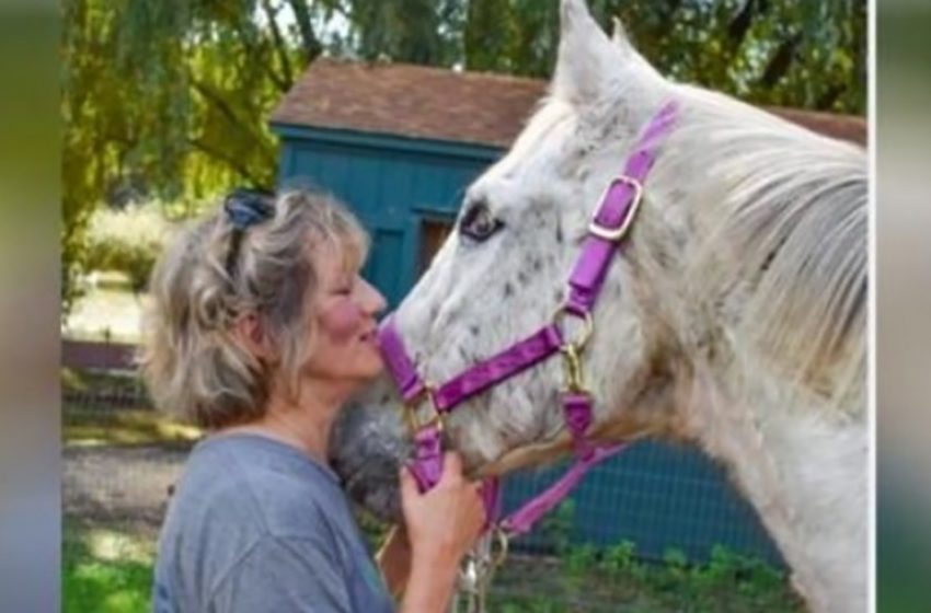  Un cheval âgé aveugle doit être euthanasié et ne comprend pas pourquoi