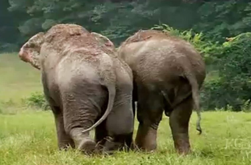  Regardez deux vieilles éléphants de cirque réunies après plus de 20 ans de séparation