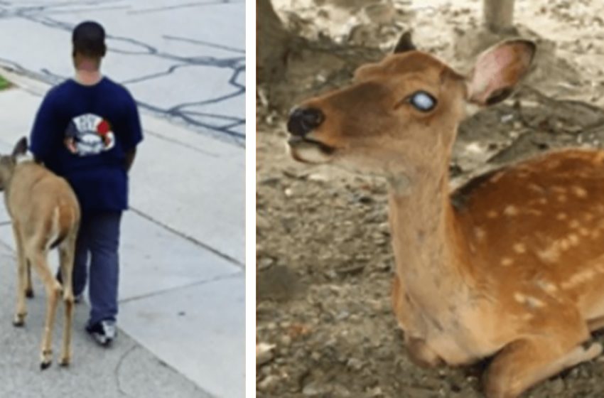 Chaque jour, un garçon bienveillant aide un cerf aveugle à trouver de la nourriture avant l’école.