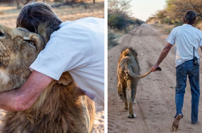 Plus de dix ans de tendresse et d’amitié entre un lion et l’homme qui l’a sauvé.