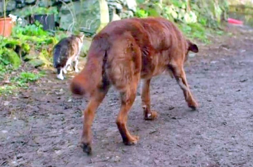  Un chien âgé aveugle et sourd trouve un rayon d’espoir grâce à son amitié avec un chat errant